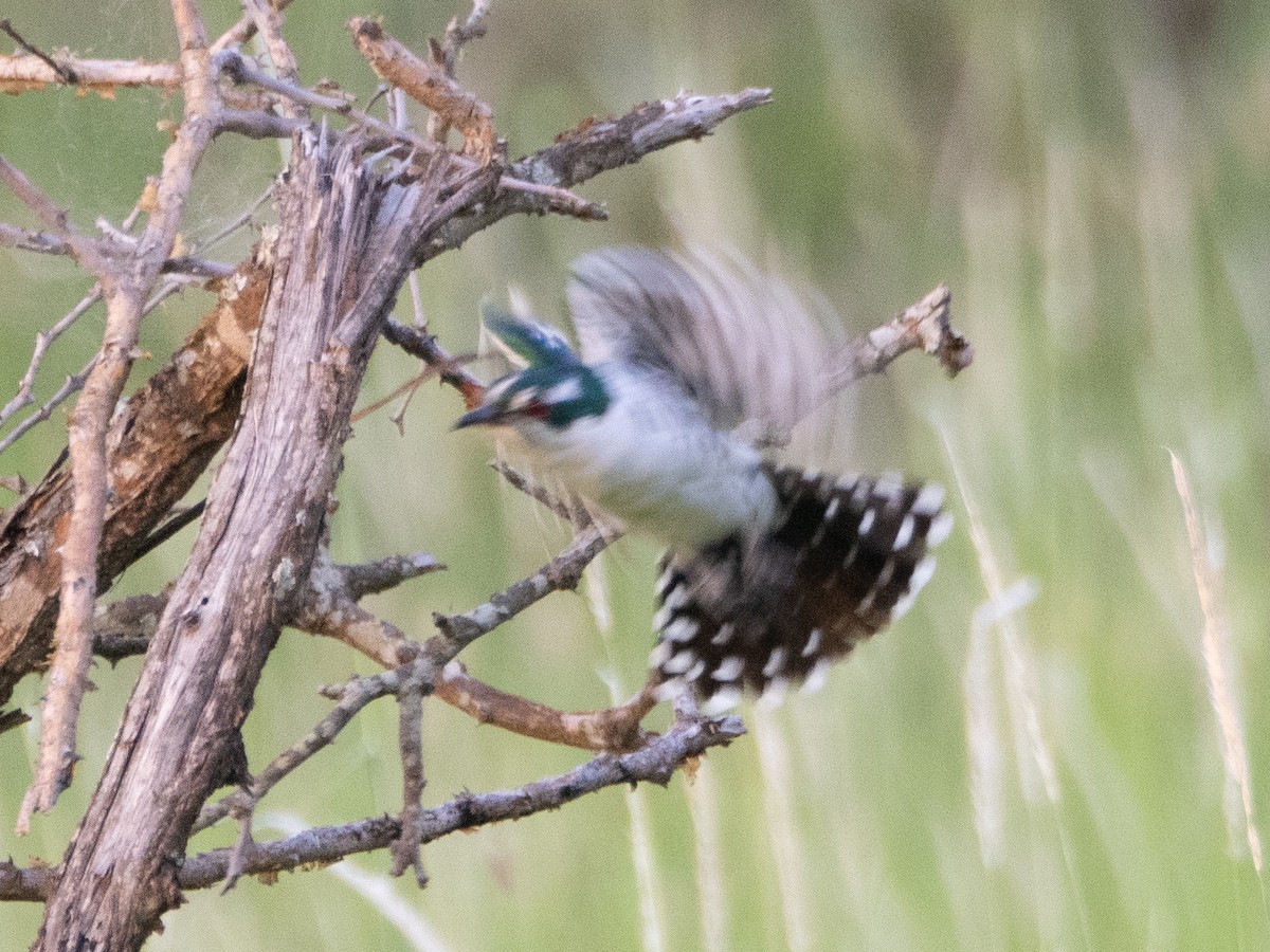 Dideric Cuckoo - ML613079352