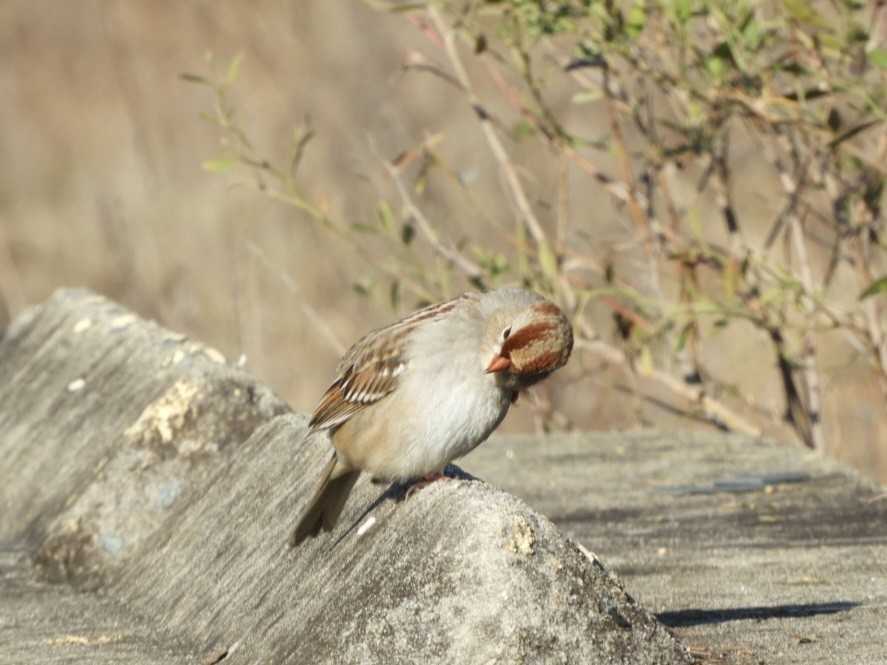 White-crowned Sparrow - ML613079358