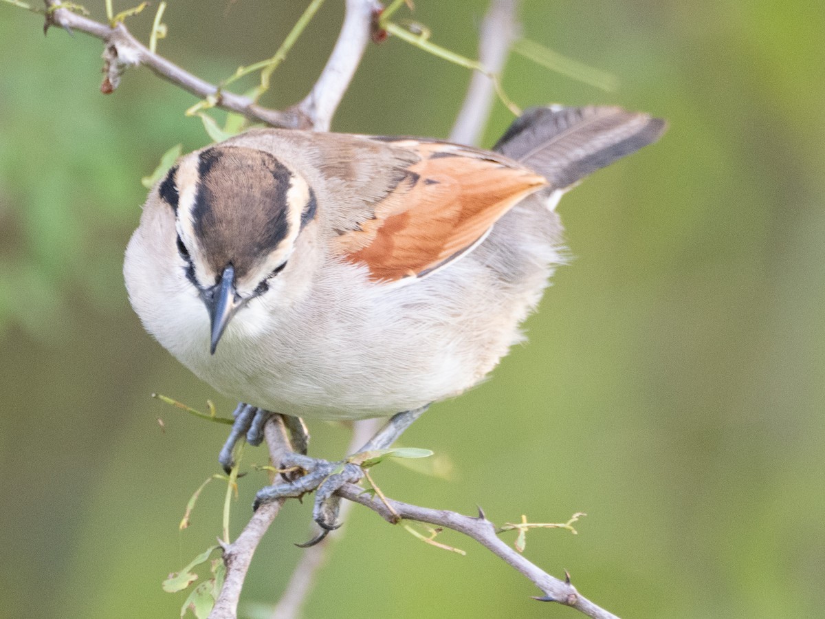 Brown-crowned Tchagra - ML613079364