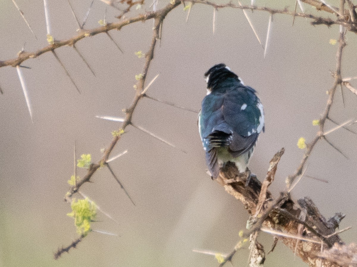 Dideric Cuckoo - ML613079372