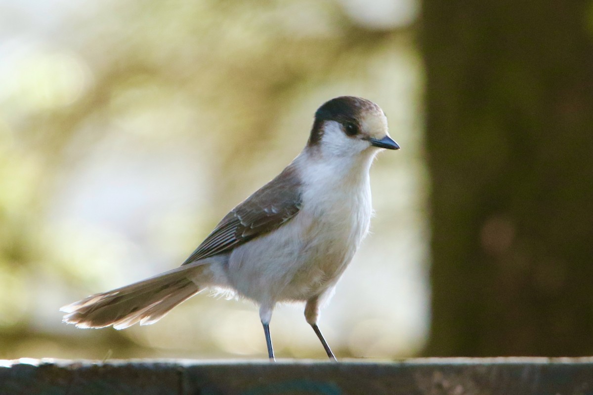 Canada Jay - ML613079388