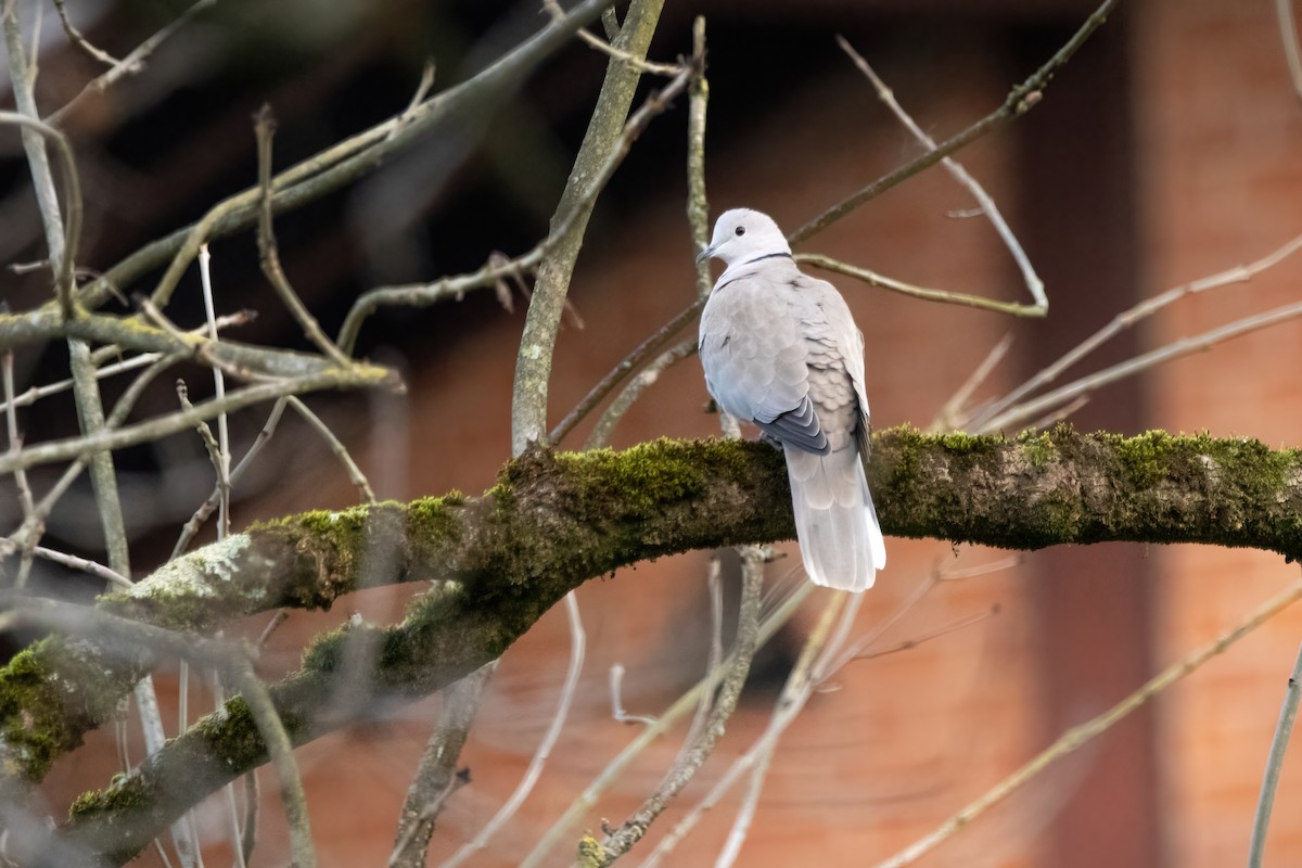 Eurasian Collared-Dove - ML613079410