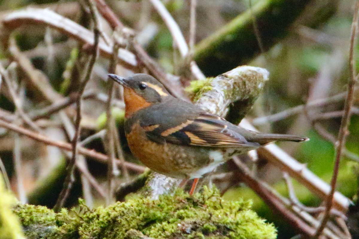 Varied Thrush - ML613079411