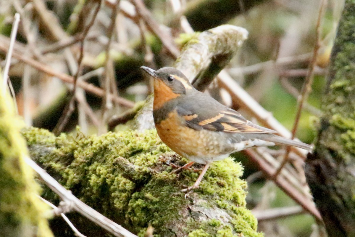 Varied Thrush - ML613079412