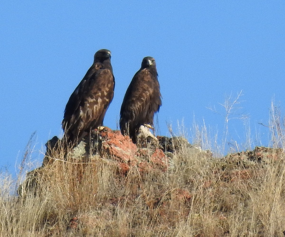 Golden Eagle - ML613079417