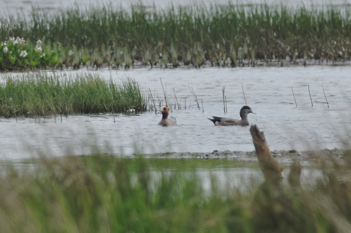 American Wigeon - Vincent van der Spek