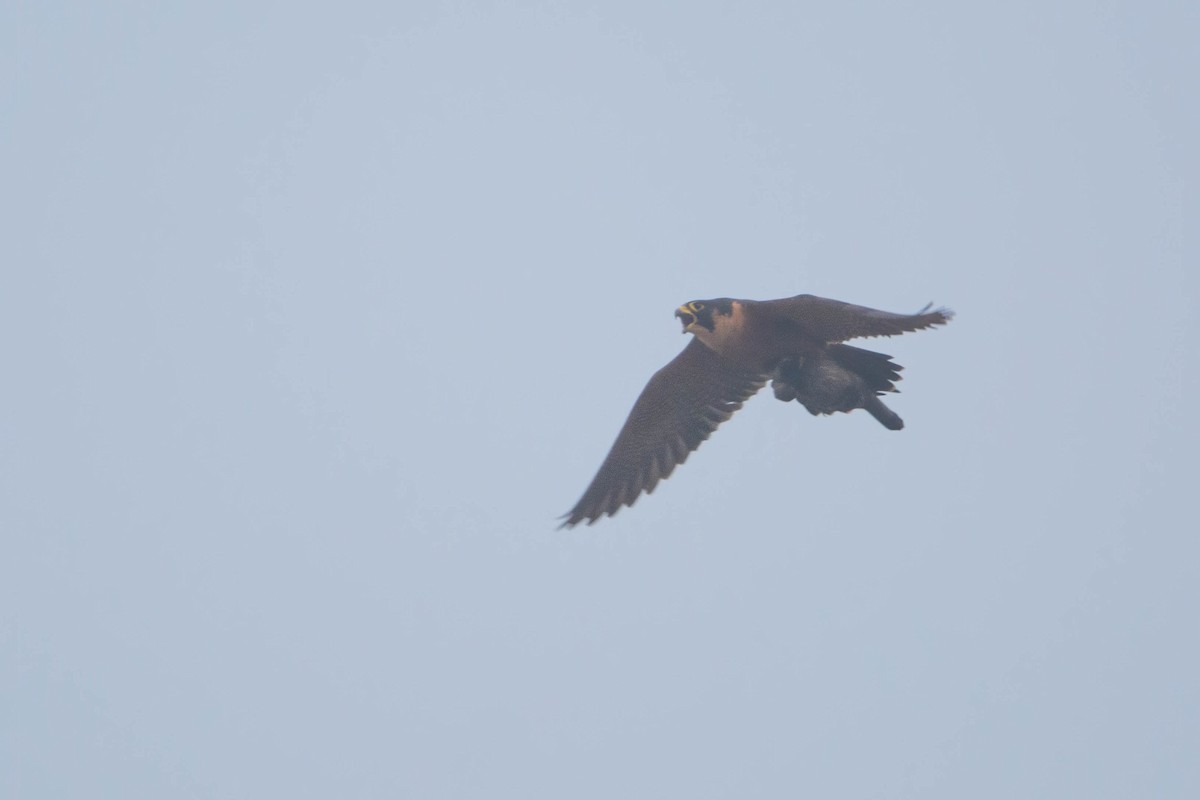 Peregrine Falcon - ML613079555