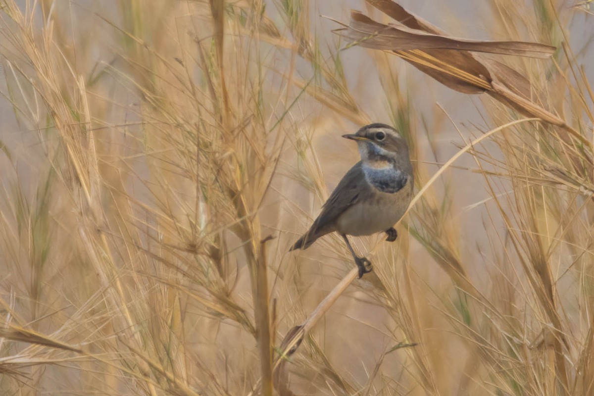 Bluethroat - ML613079563