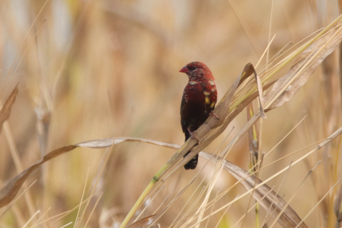 Red Avadavat - ML613079575