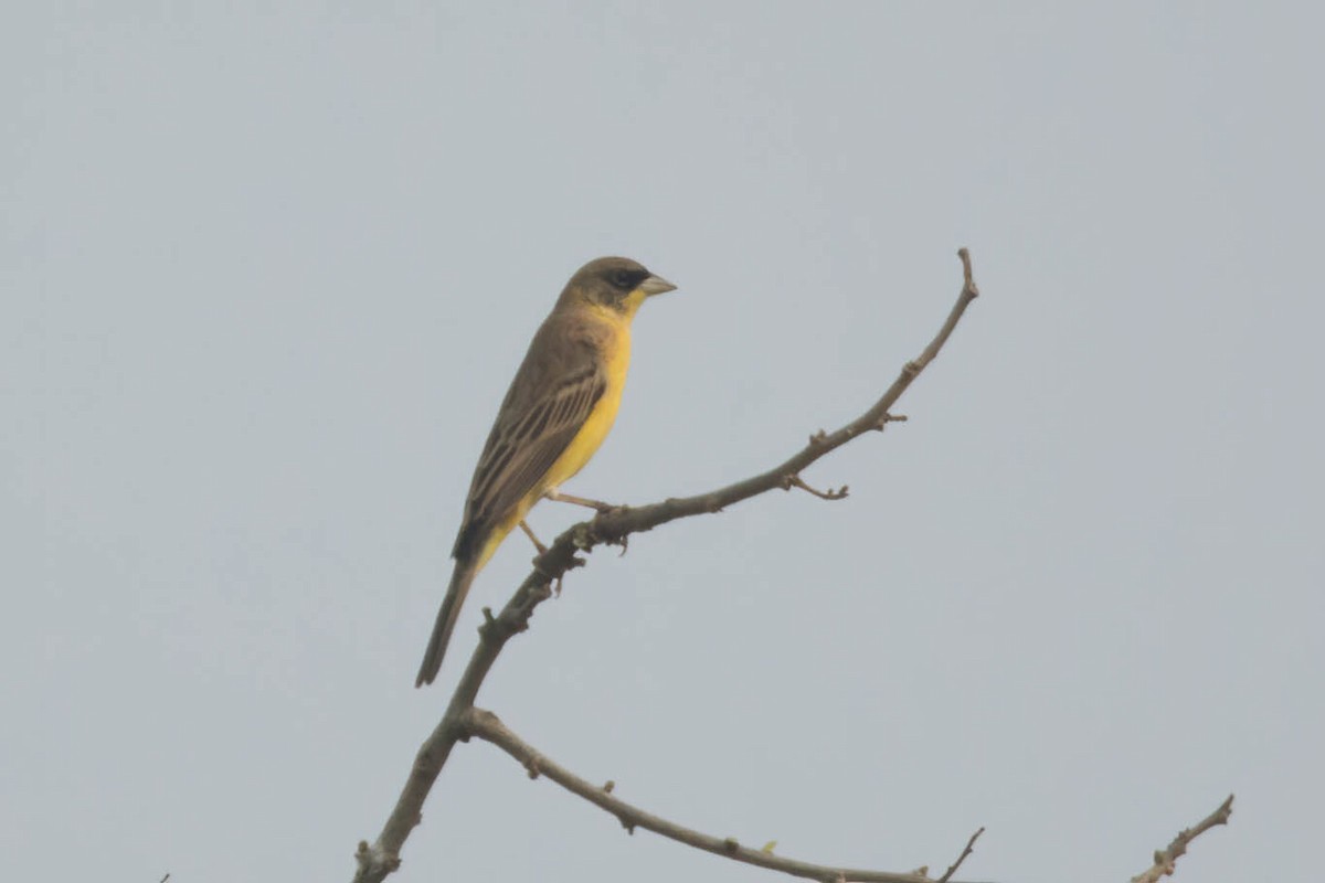 Black-headed Bunting - ML613079583