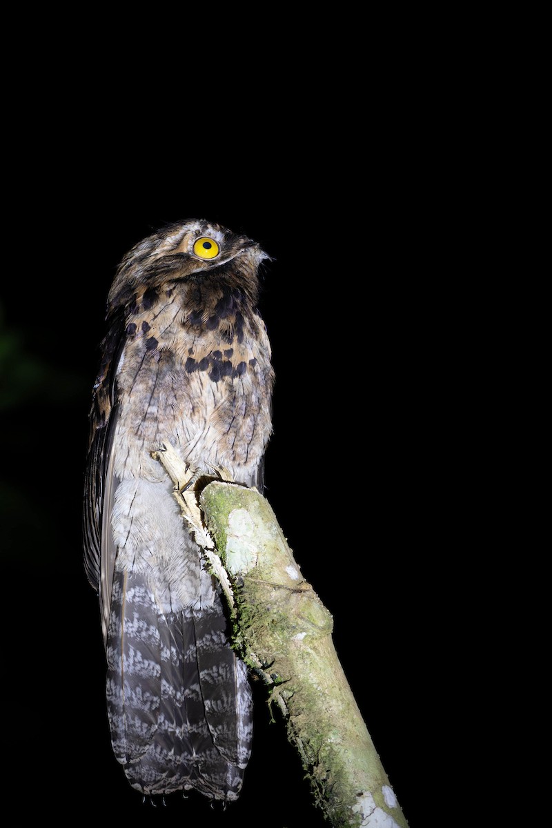 Common Potoo - Kaleb Anderson