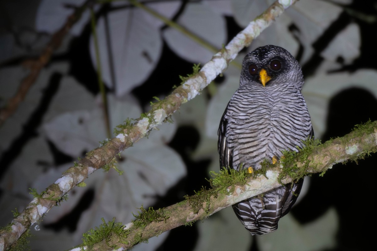 Black-and-white Owl - ML613079611