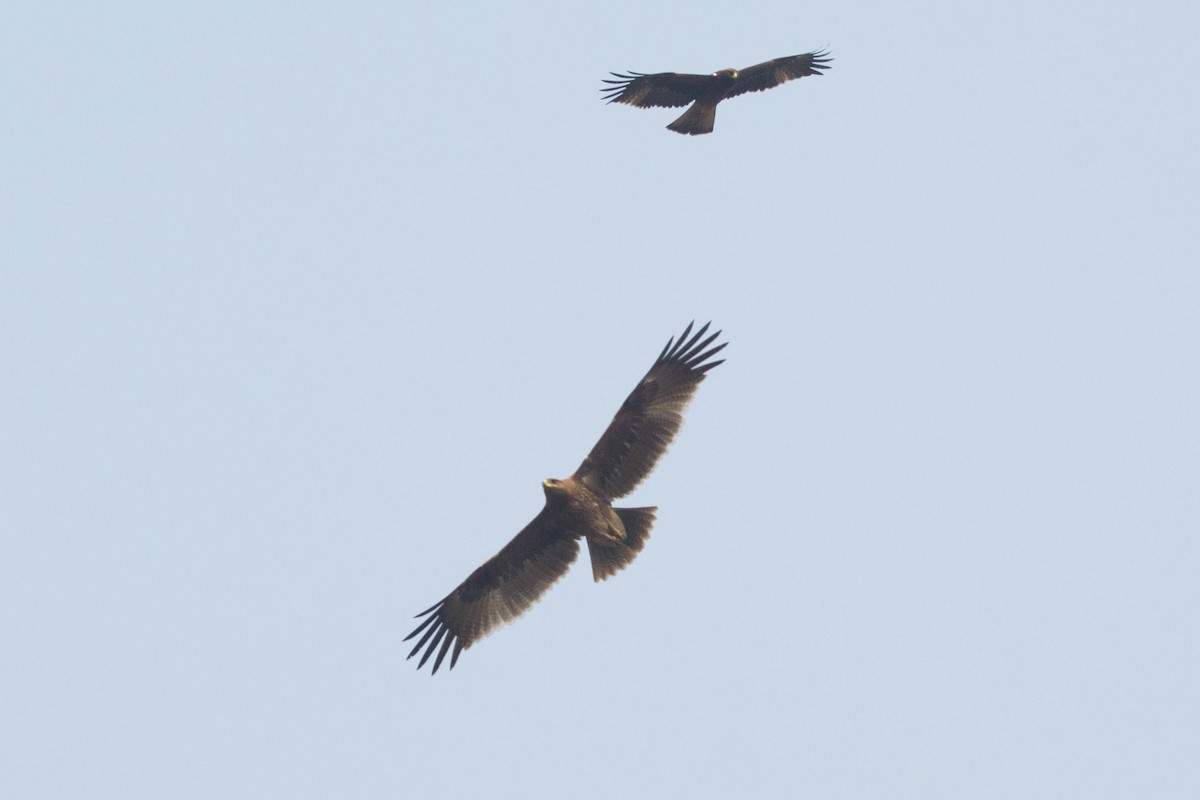 Indian Spotted Eagle - ML613079617