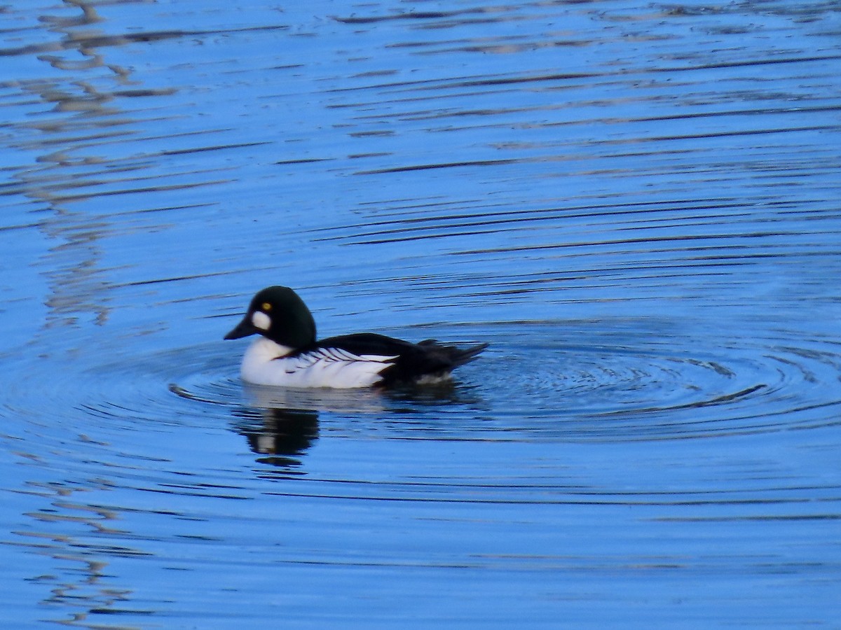 Common Goldeneye - ML613079642