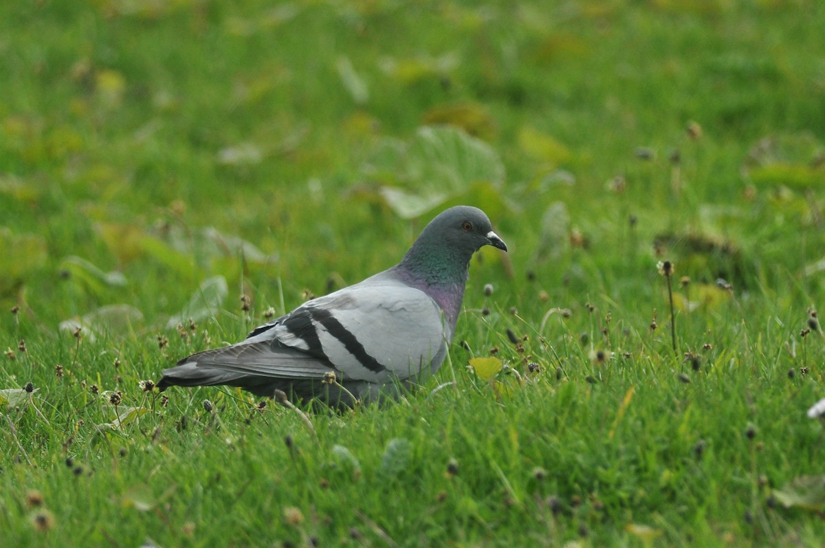 Rock Pigeon (Wild type) - Vincent van der Spek