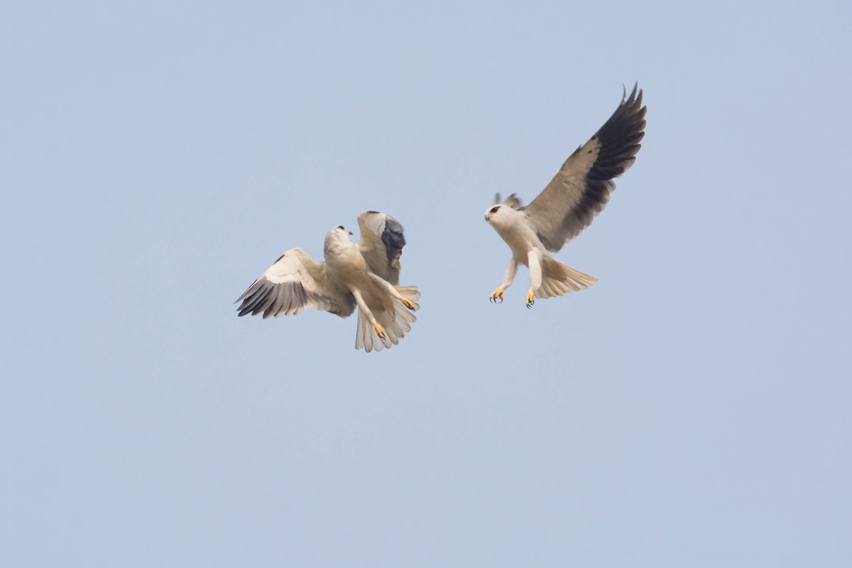 Black-winged Kite - ML613079733