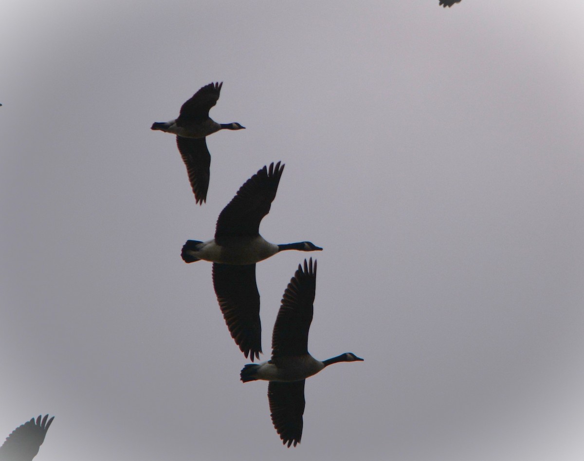 berneška malá - ML613079784