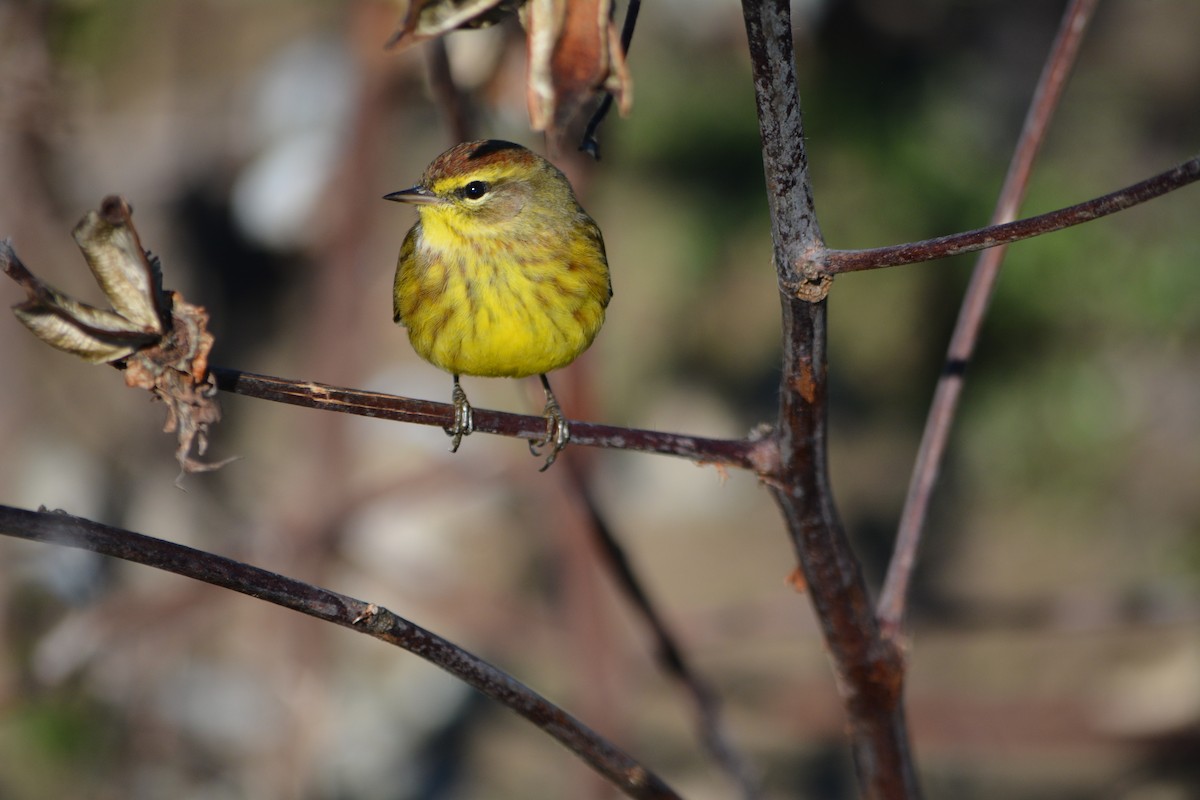 Palm Warbler (Yellow) - ML613079812