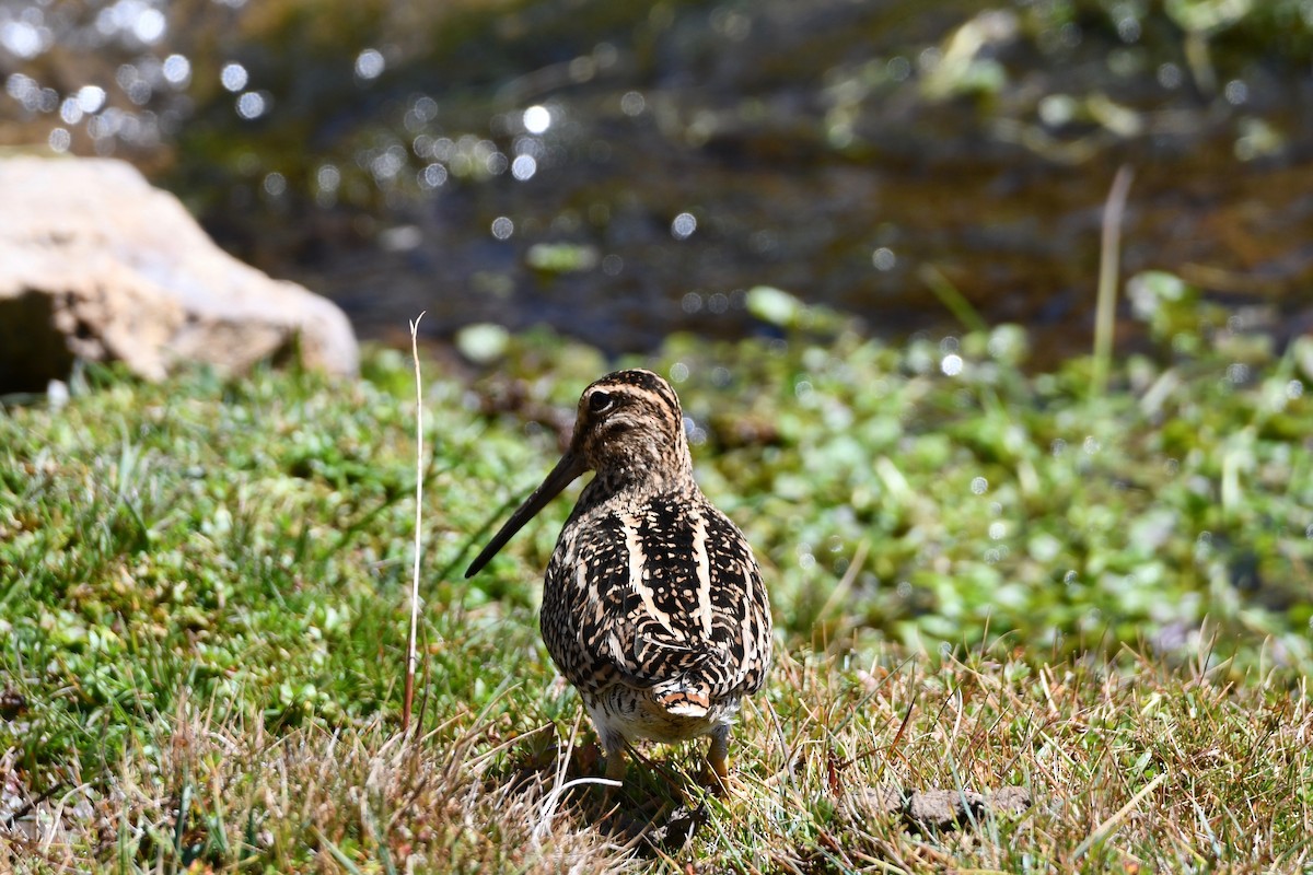 Puna Snipe - ML613079859