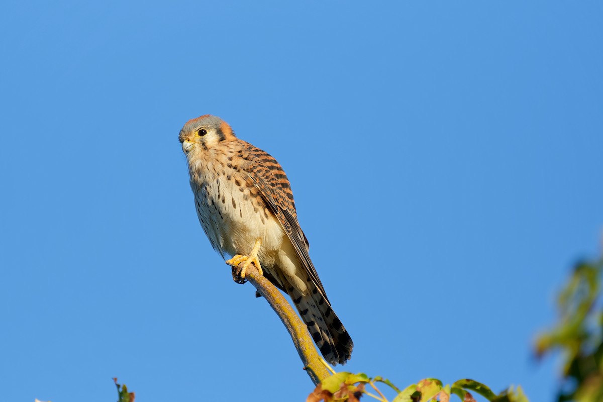 American Kestrel - ML613079871