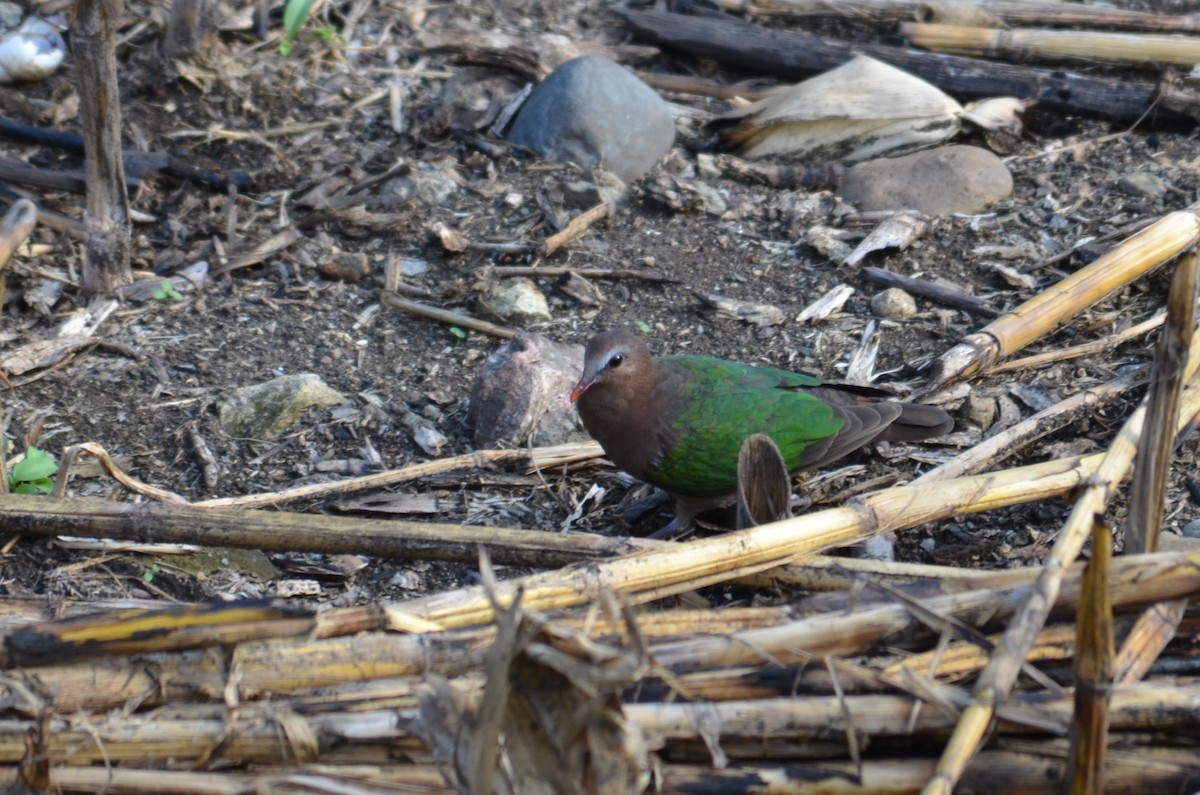 Asian Emerald Dove - ML613079898