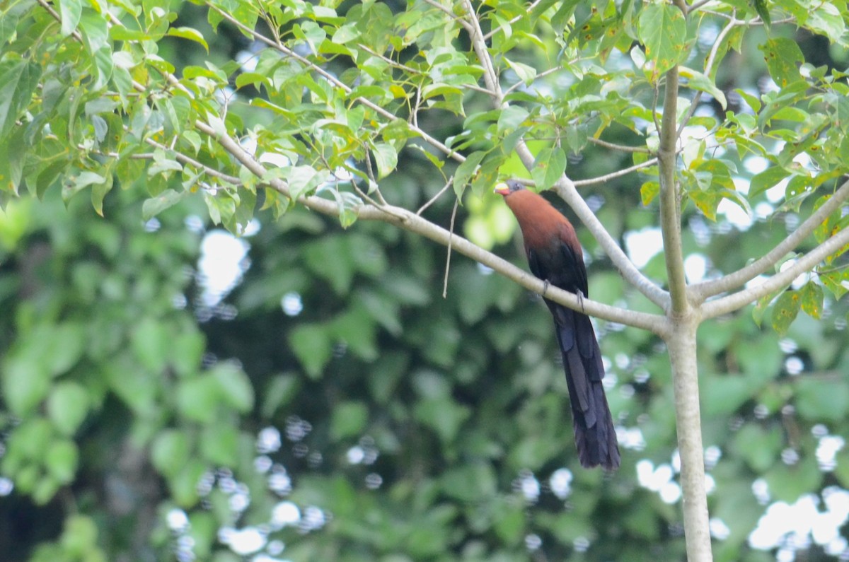 Yellow-billed Malkoha - ML613079905