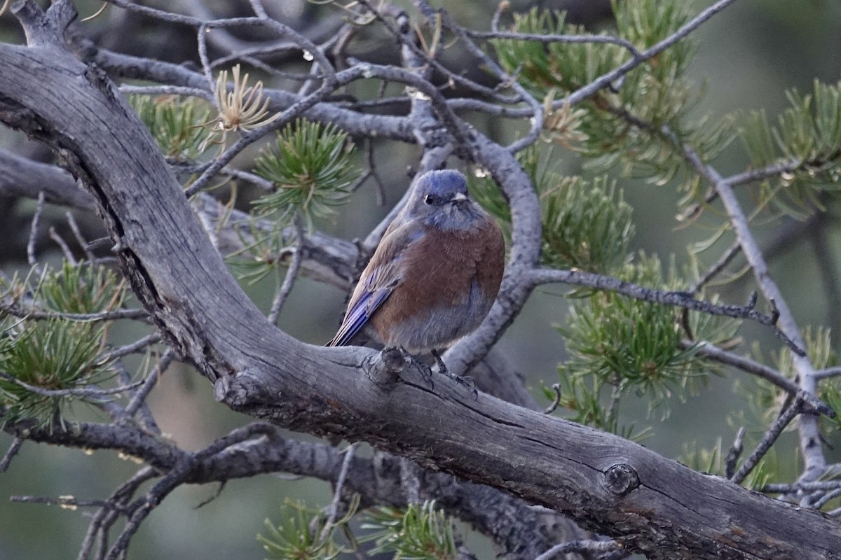 Blaukehl-Hüttensänger - ML613079912