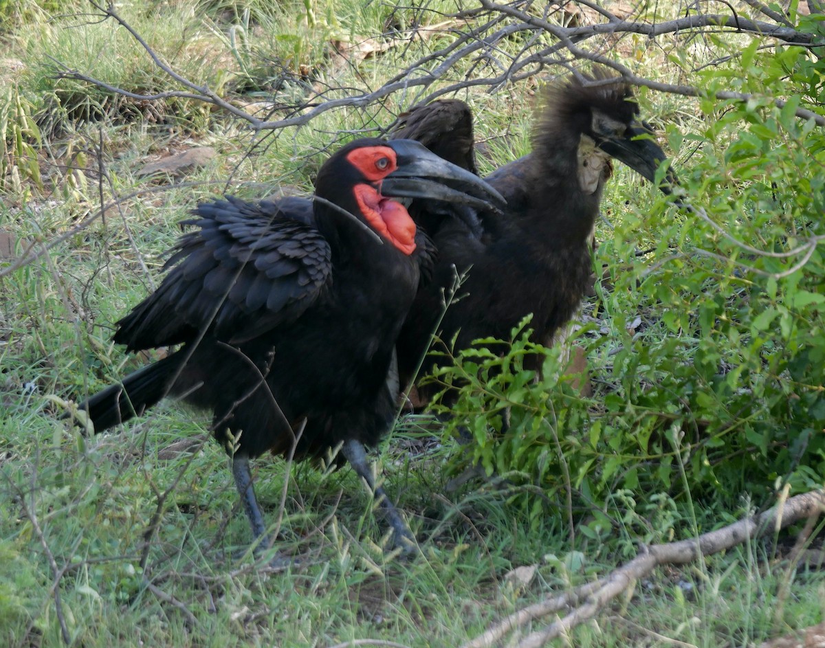 Southern Ground-Hornbill - Rebecca Smith