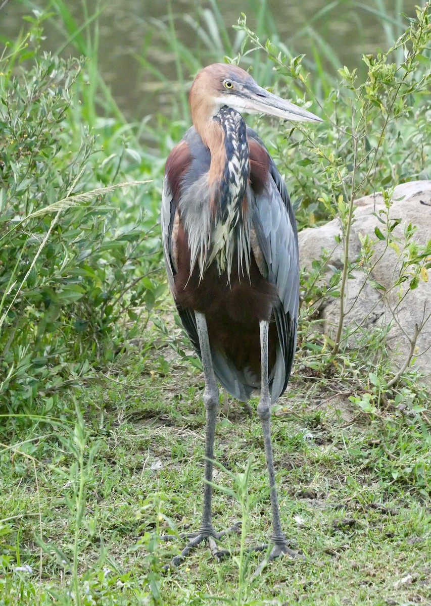 Goliath Heron - ML613079996