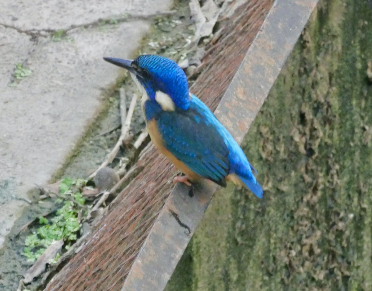 Half-collared Kingfisher - ML613080012