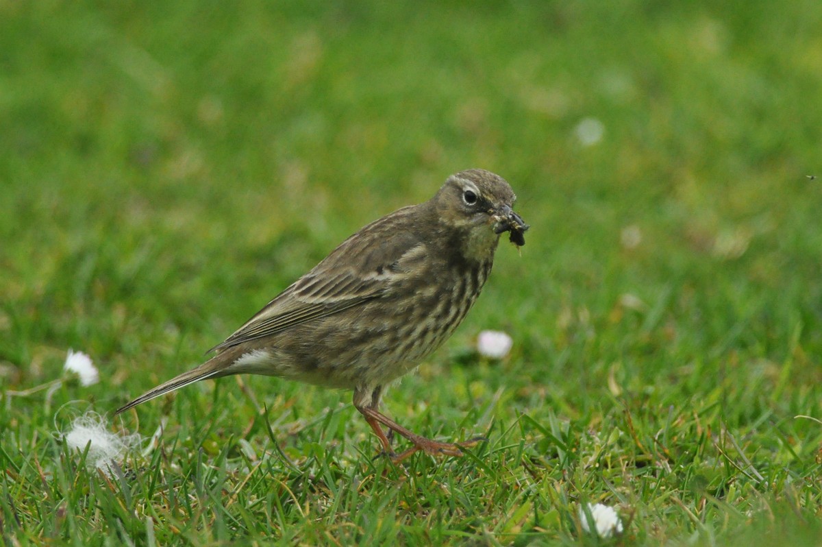 Rock Pipit (Western) - Vincent van der Spek