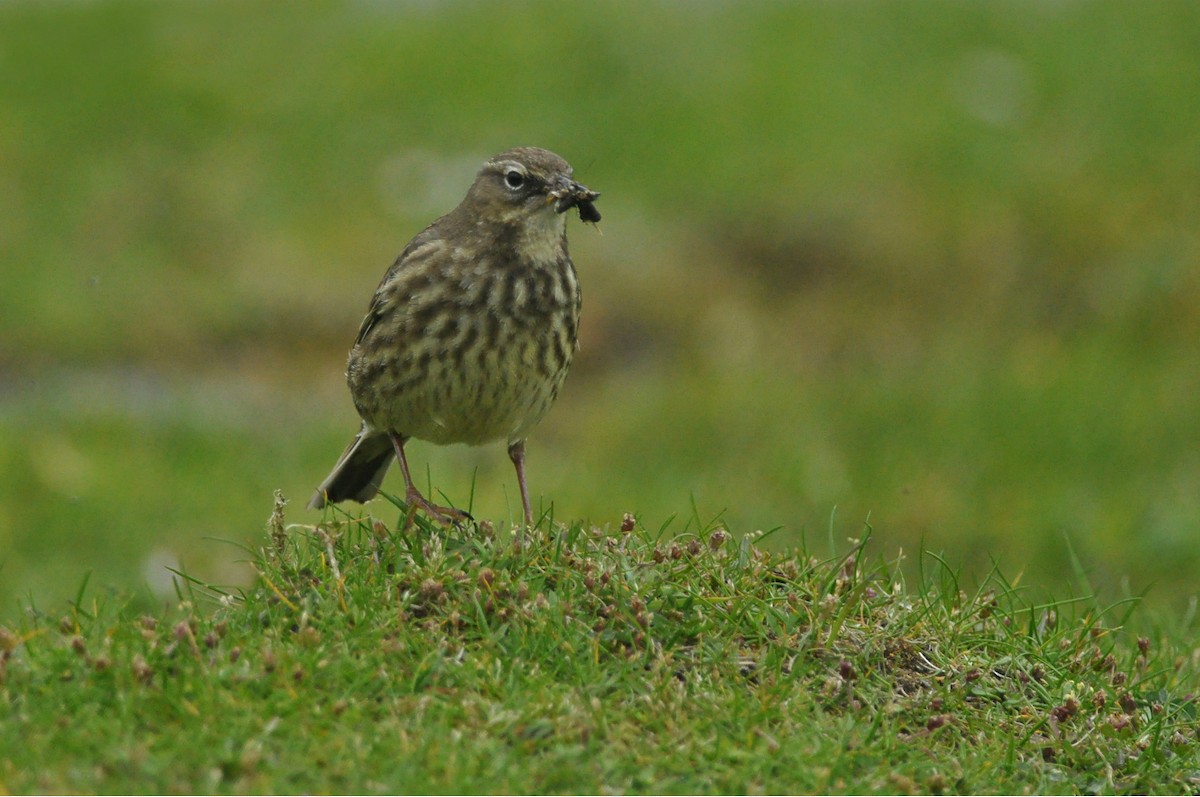 Rock Pipit (Western) - Vincent van der Spek