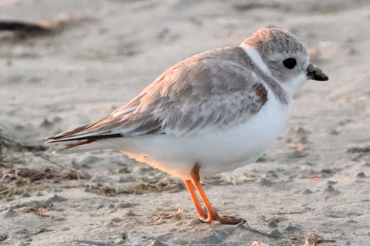 Piping Plover - James Boughton