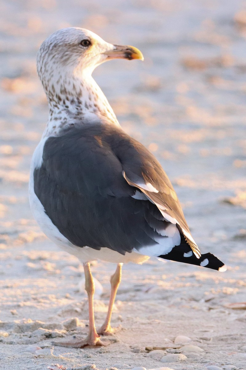 Lesser Black-backed Gull - James Boughton