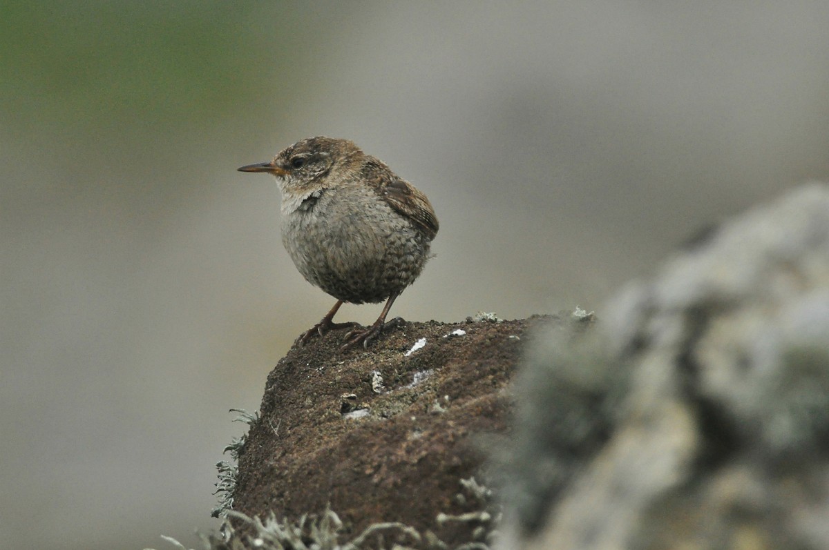 Eurasian Wren (St. Kilda) - Vincent van der Spek