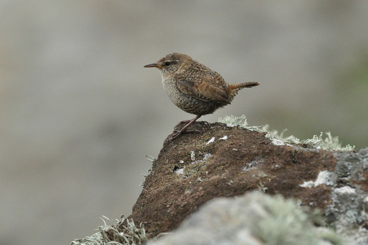 Eurasian Wren (St. Kilda) - Vincent van der Spek