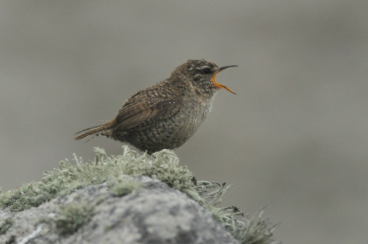 Eurasian Wren (St. Kilda) - ML613080056