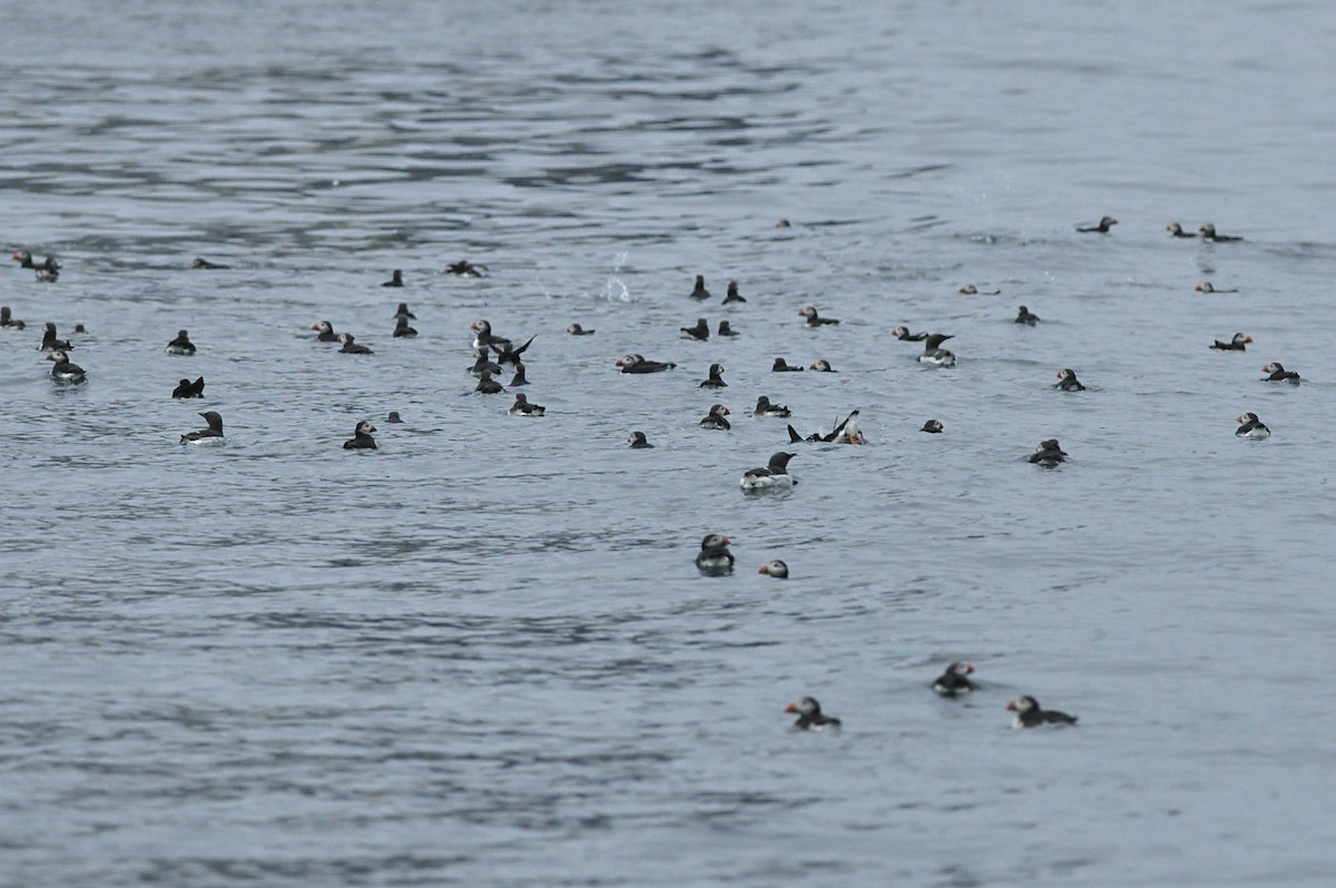 Atlantic Puffin - Vincent van der Spek