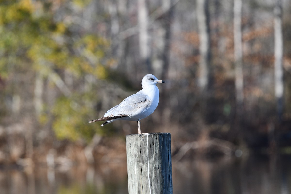 Ring-billed Gull - ML613080097