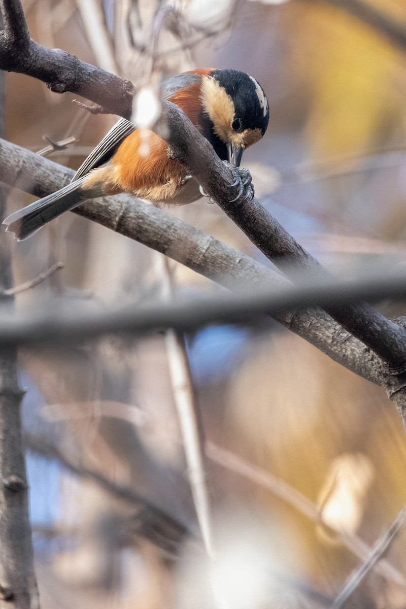 Varied Tit - Boris Li