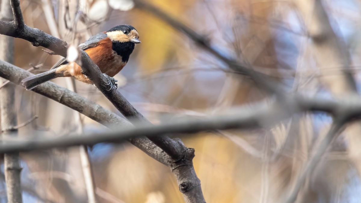 Varied Tit - ML613080109