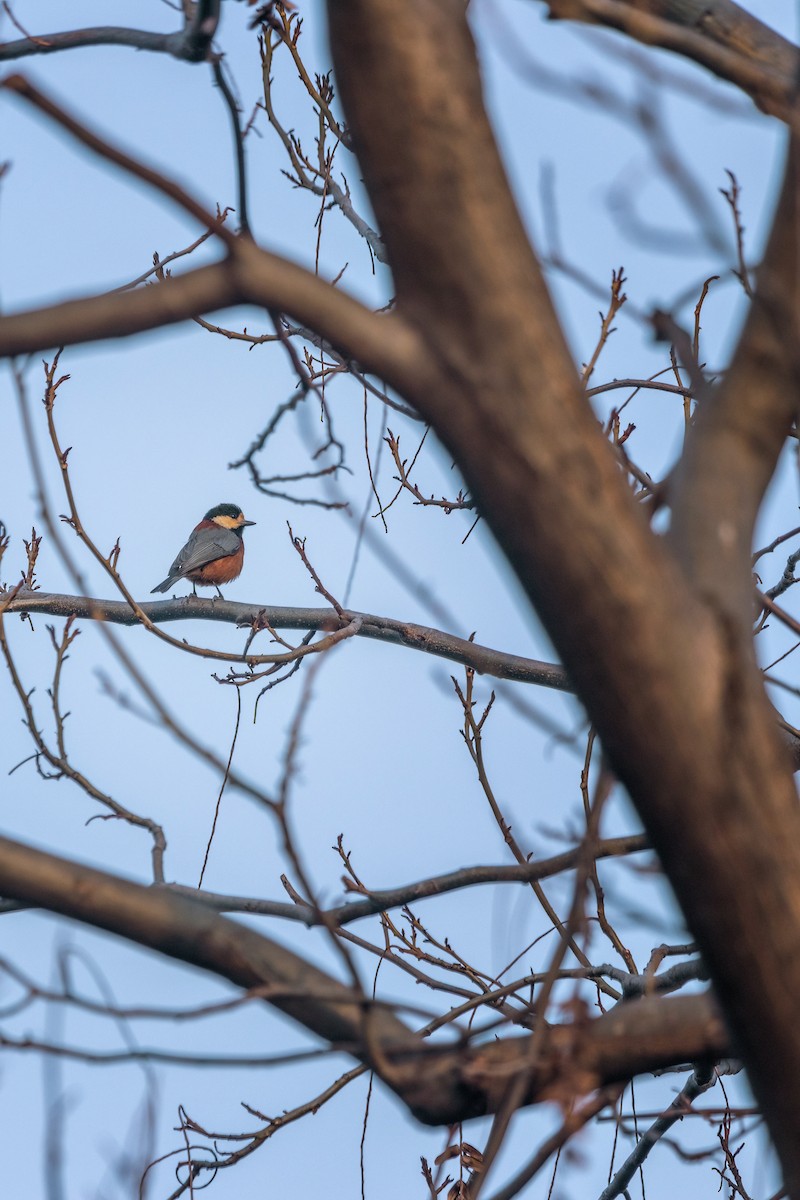 Varied Tit - Boris Li