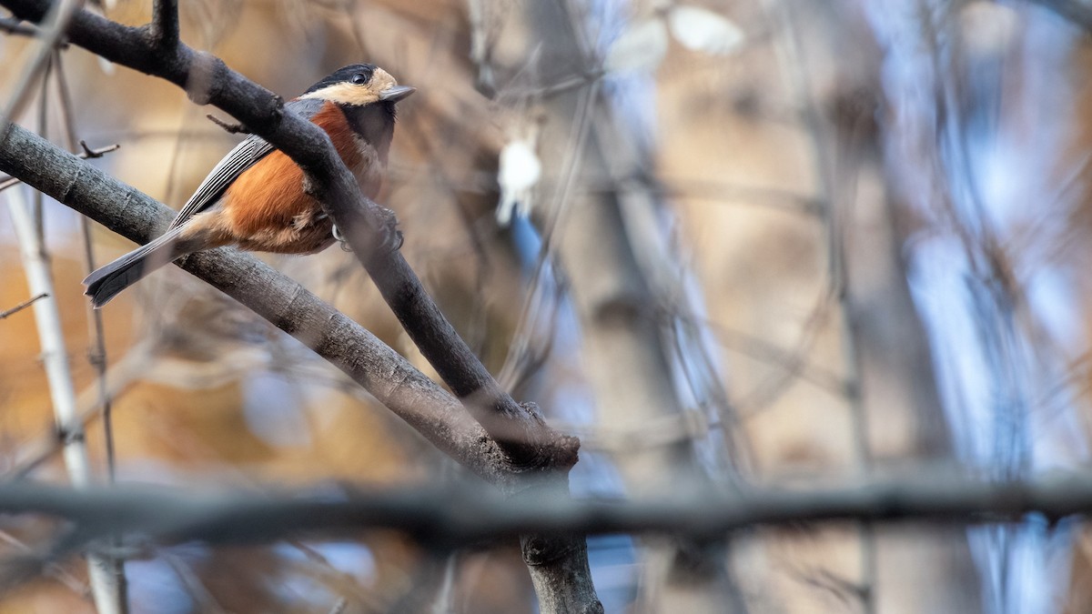 Varied Tit - Boris Li