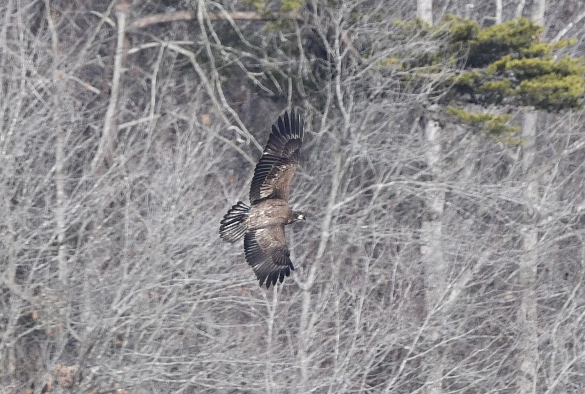 Bald Eagle - ML613080121