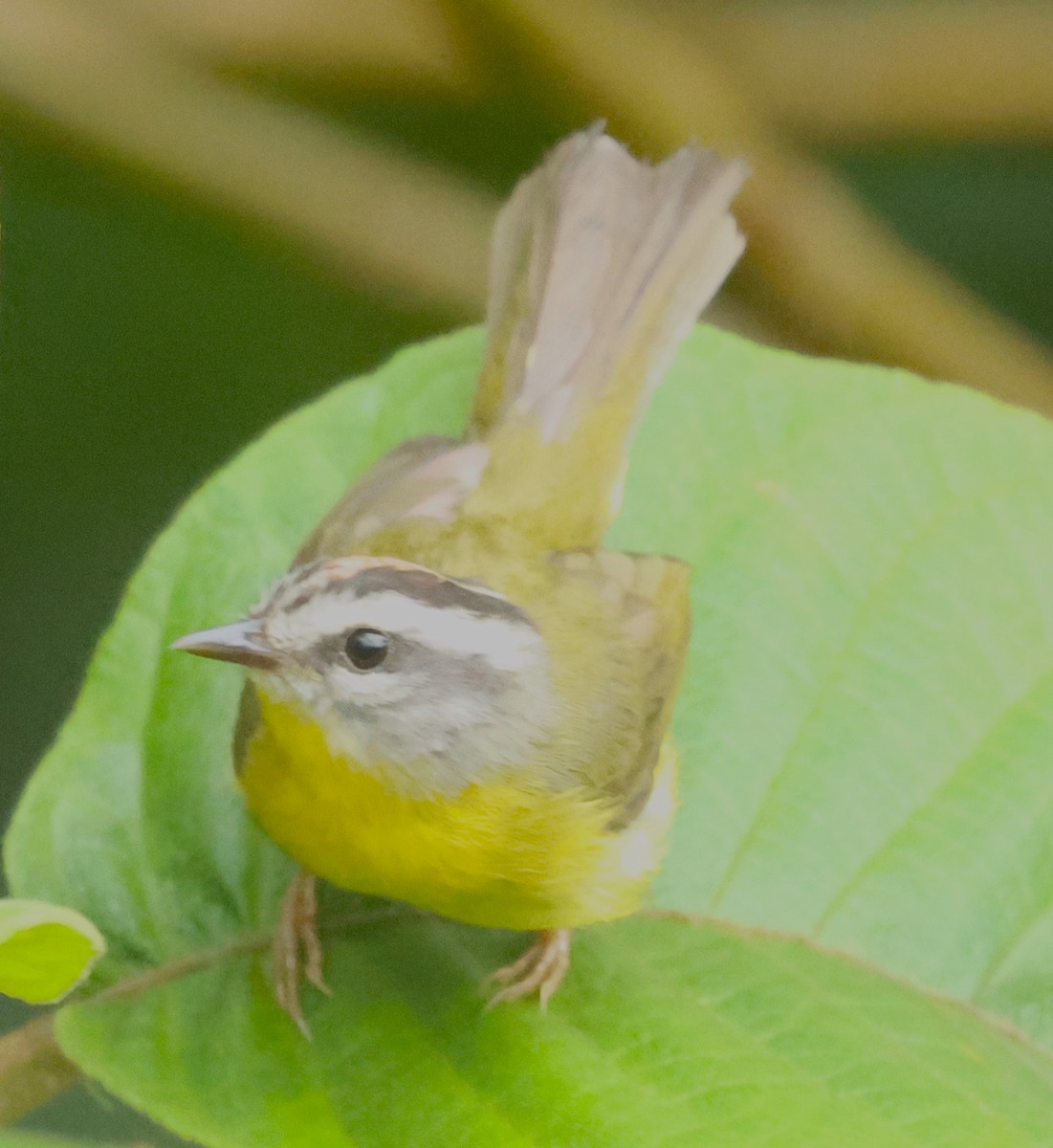 Golden-crowned Warbler - Michael Clay