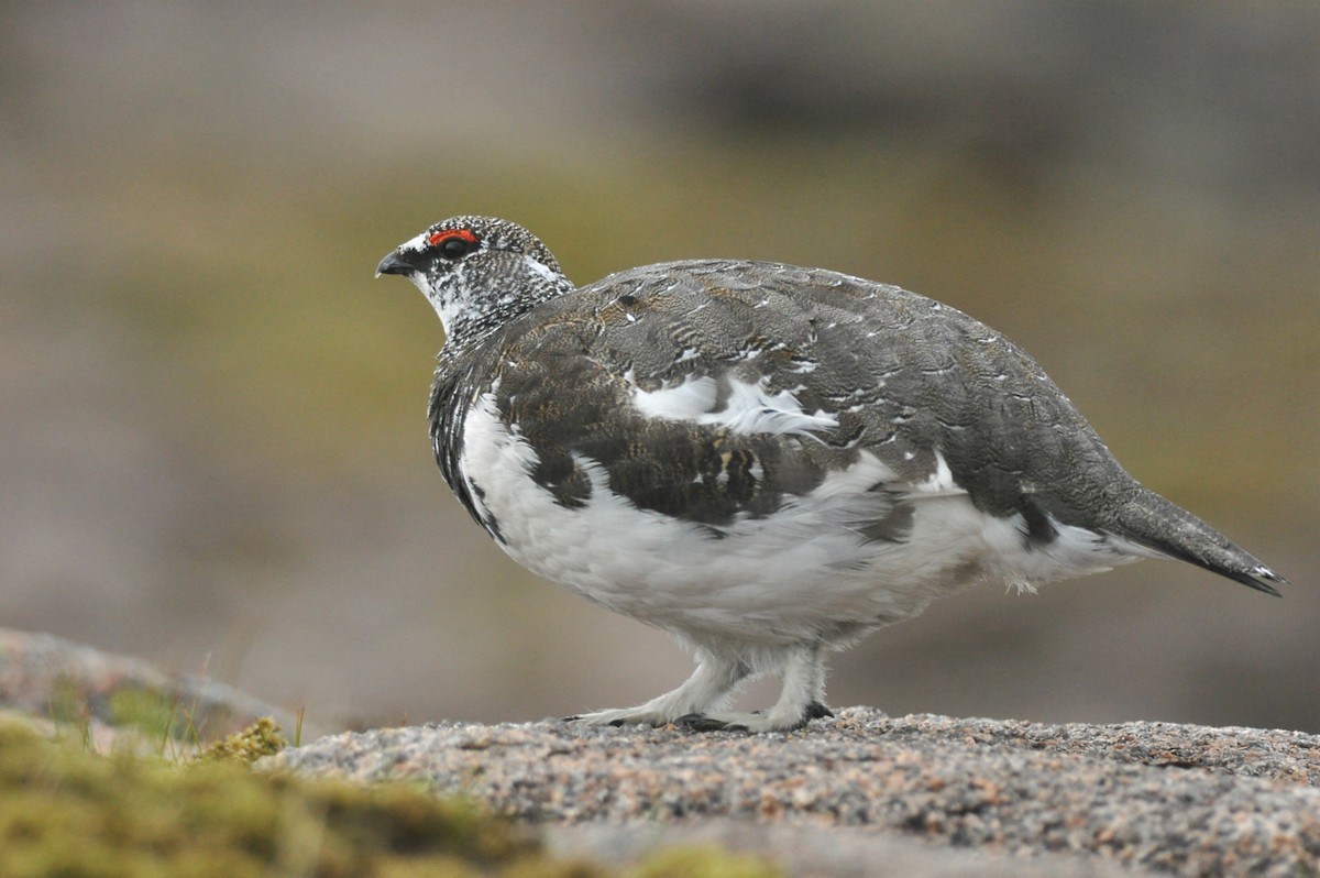 Rock Ptarmigan - ML613080280