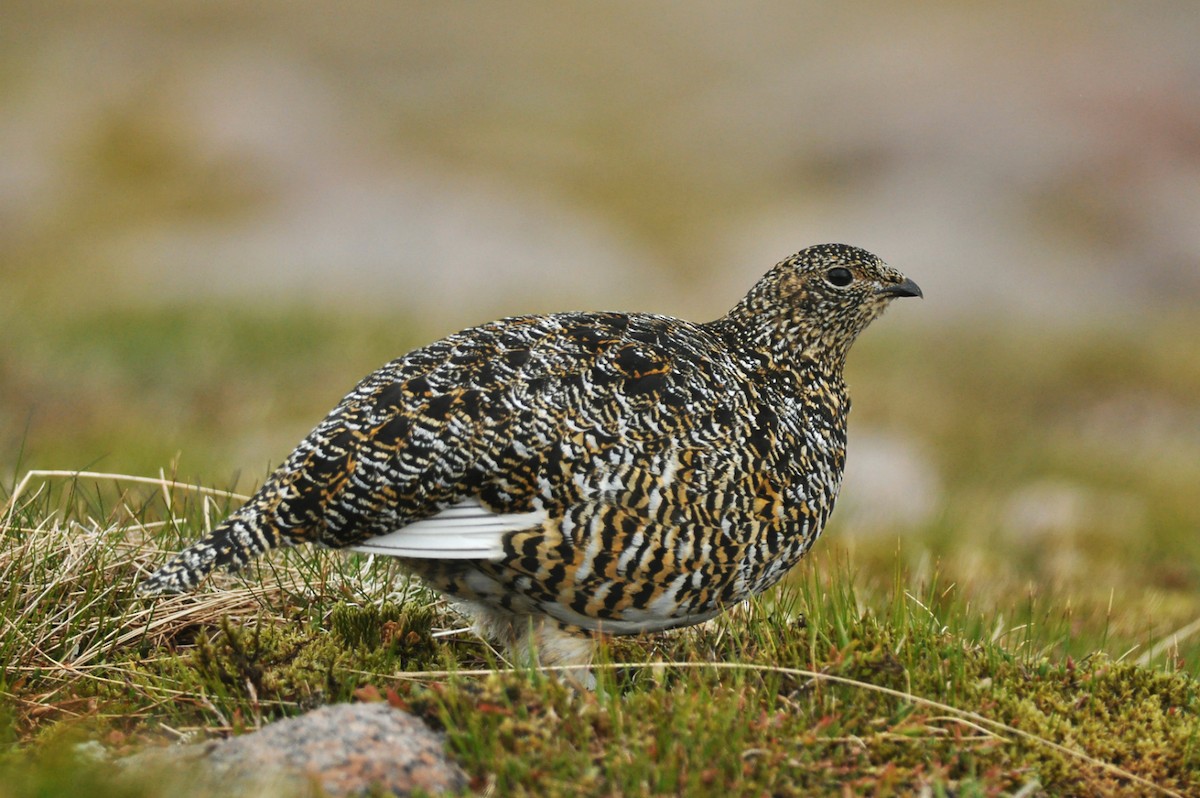 Rock Ptarmigan - Vincent van der Spek