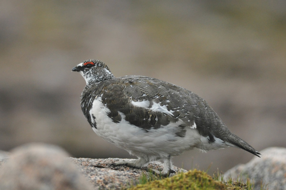 Rock Ptarmigan - Vincent van der Spek