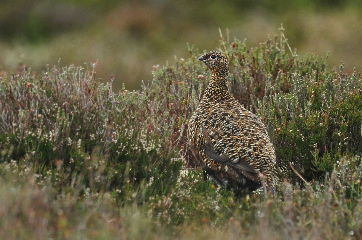 Willow Ptarmigan (Red Grouse) - ML613080291