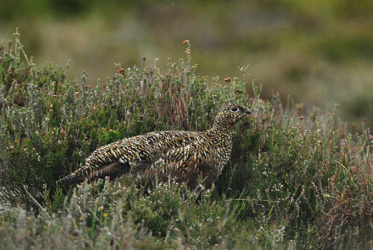 Willow Ptarmigan (Red Grouse) - ML613080292